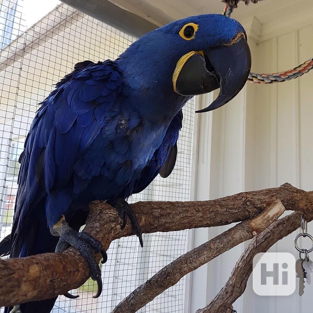 hyacintový ara - foto 1