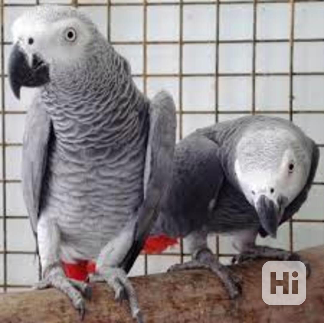 Afričtí šedí papoušci - foto 1