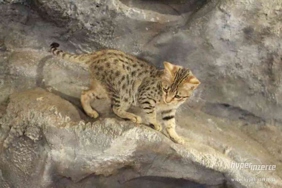 Savanová kočička SBT - koťátko savannah - foto 6