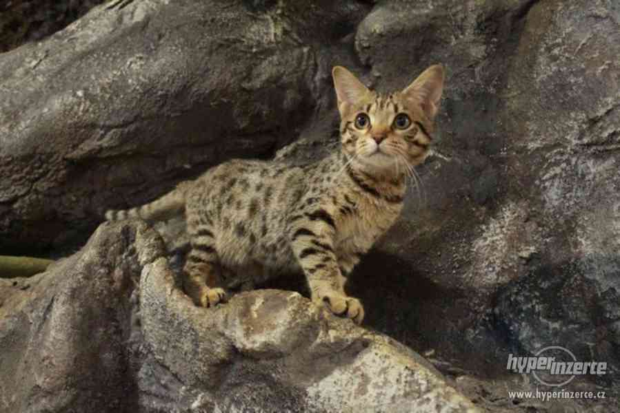 Savanová kočička SBT - koťátko savannah - foto 11