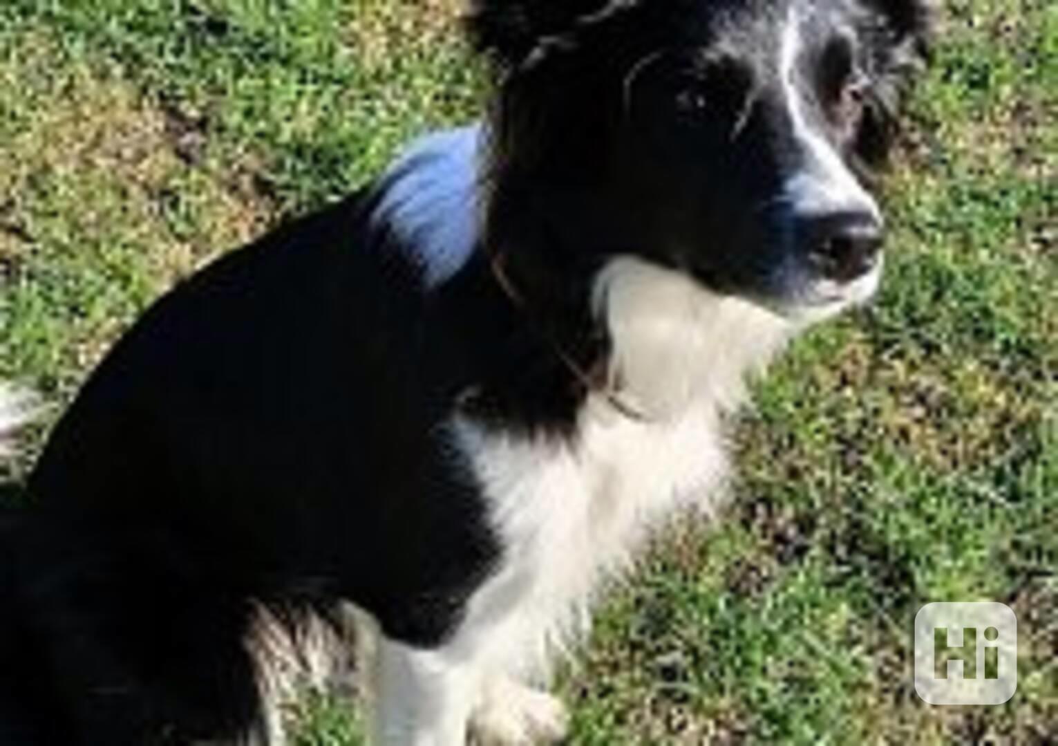 hledám psa ke krytí - foto 1