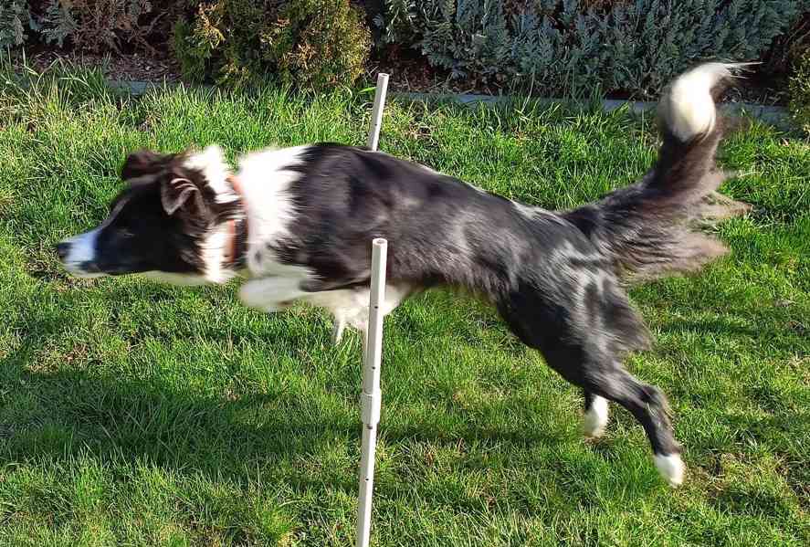 hledám psa ke krytí - foto 2