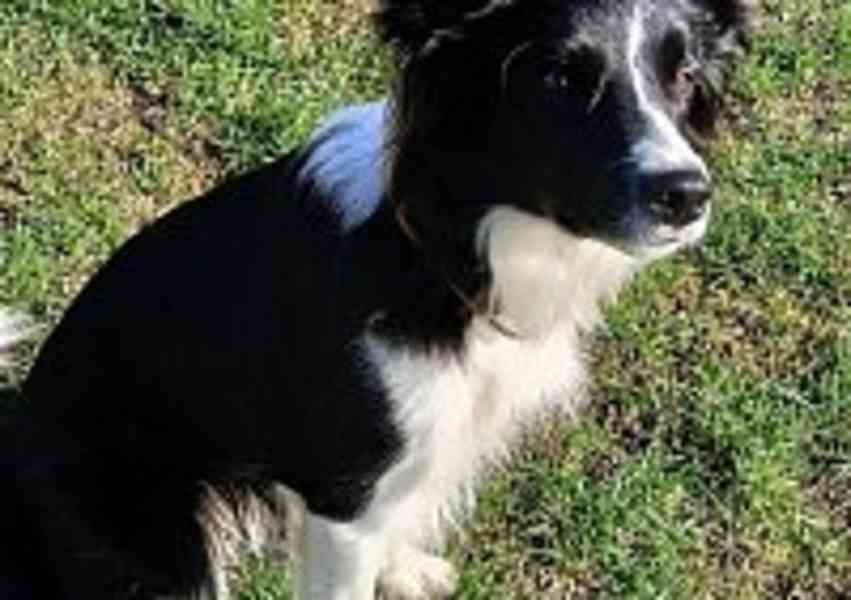 hledám psa ke krytí - foto 1