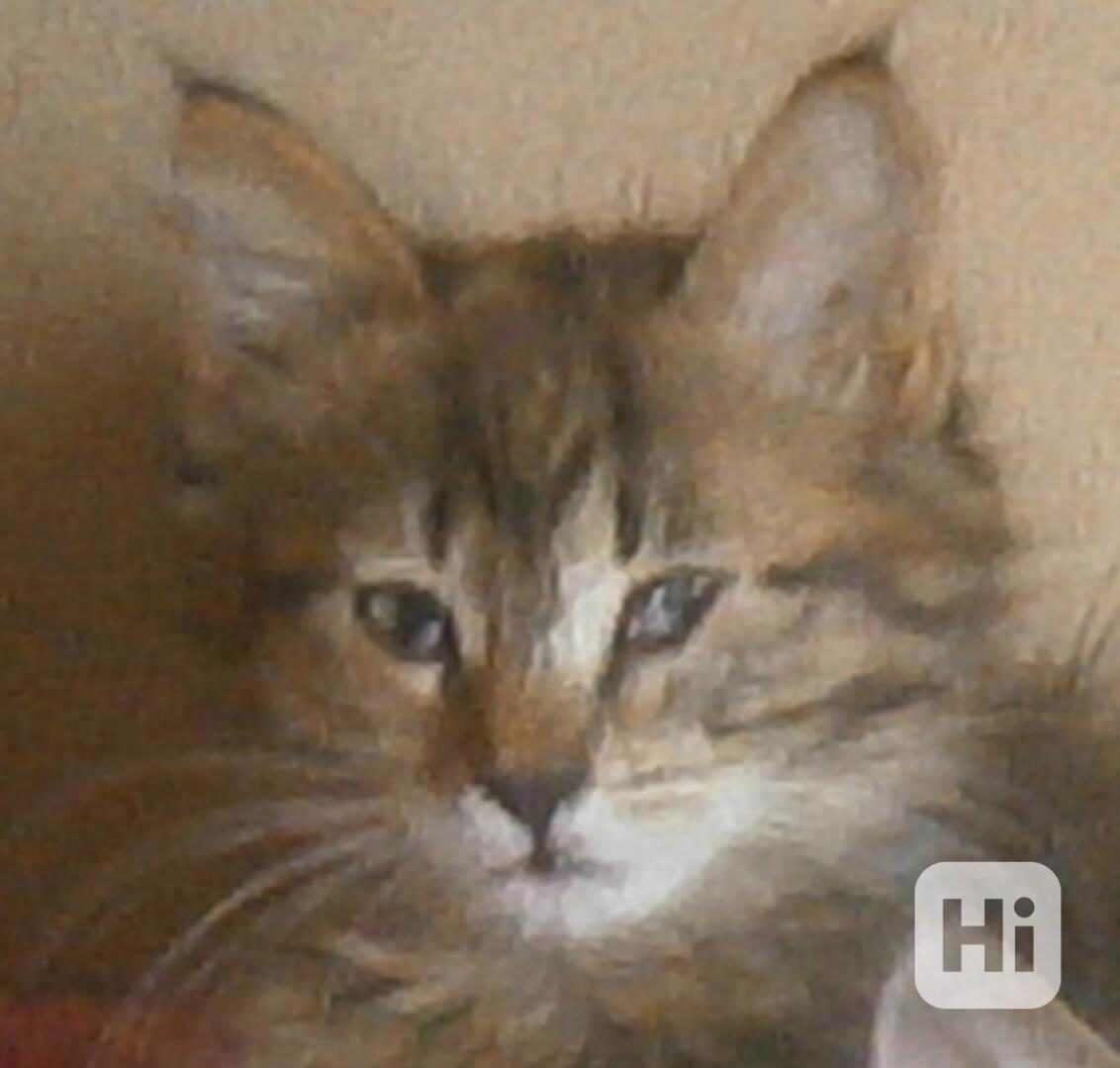 Mourovaná dlouhosrstá 3měsíční Jája  - foto 1