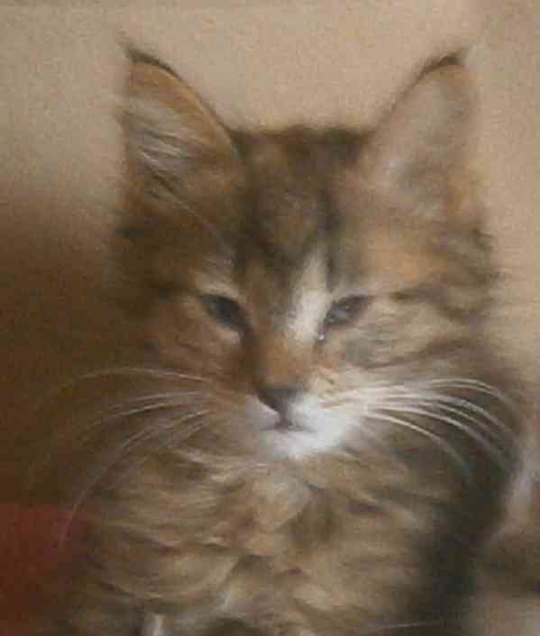 Mourovaná dlouhosrstá 3měsíční Jája  - foto 2