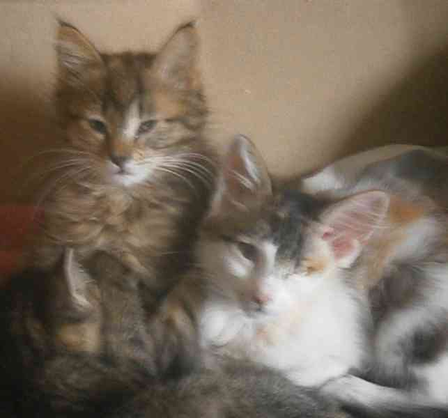 Mourovaná dlouhosrstá 3měsíční Jája  - foto 4