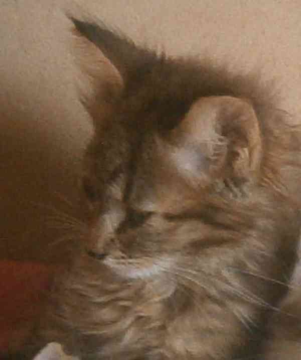 Mourovaná dlouhosrstá 3měsíční Jája  - foto 3