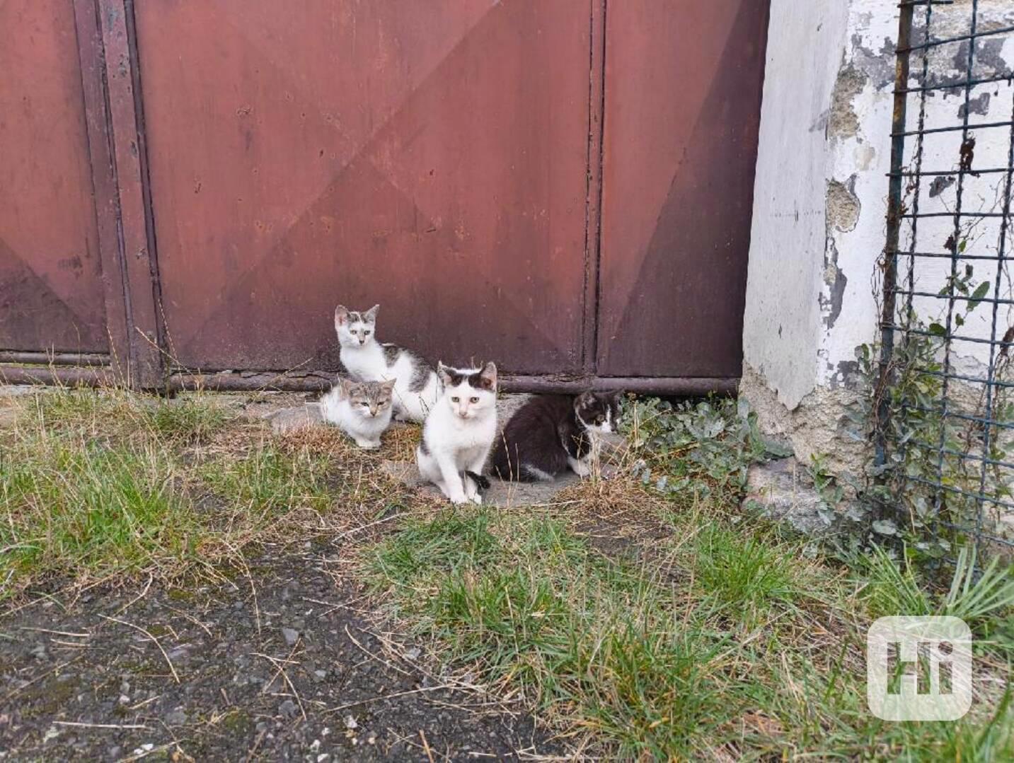 4 prckové z Modlešovic hledají akutně domov - foto 1