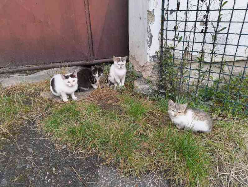 4 prckové z Modlešovic hledají akutně domov - foto 2