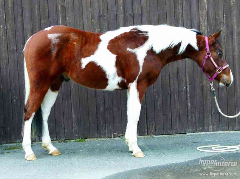 Paint horse - foto 1