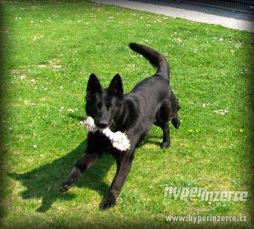 Daruji fenku německého ovčáka jen do dobrých rukou! - foto 2