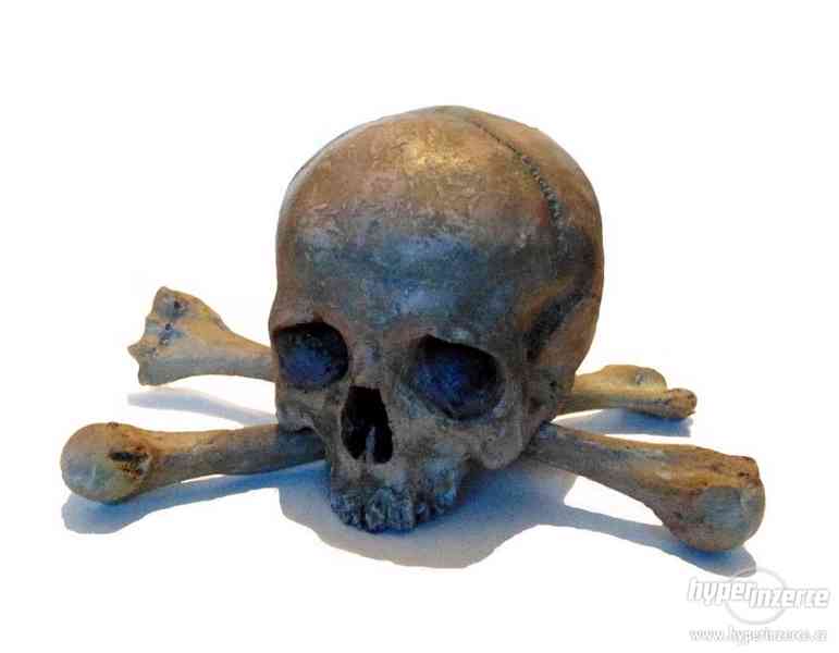 Repliky lidských lebek a kostí v měřítku 1 : 1 - foto 6