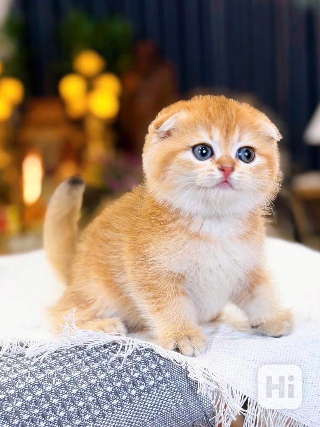 Úžasná britská krátkosrstá koťátka k adopci zdarma  - foto 1