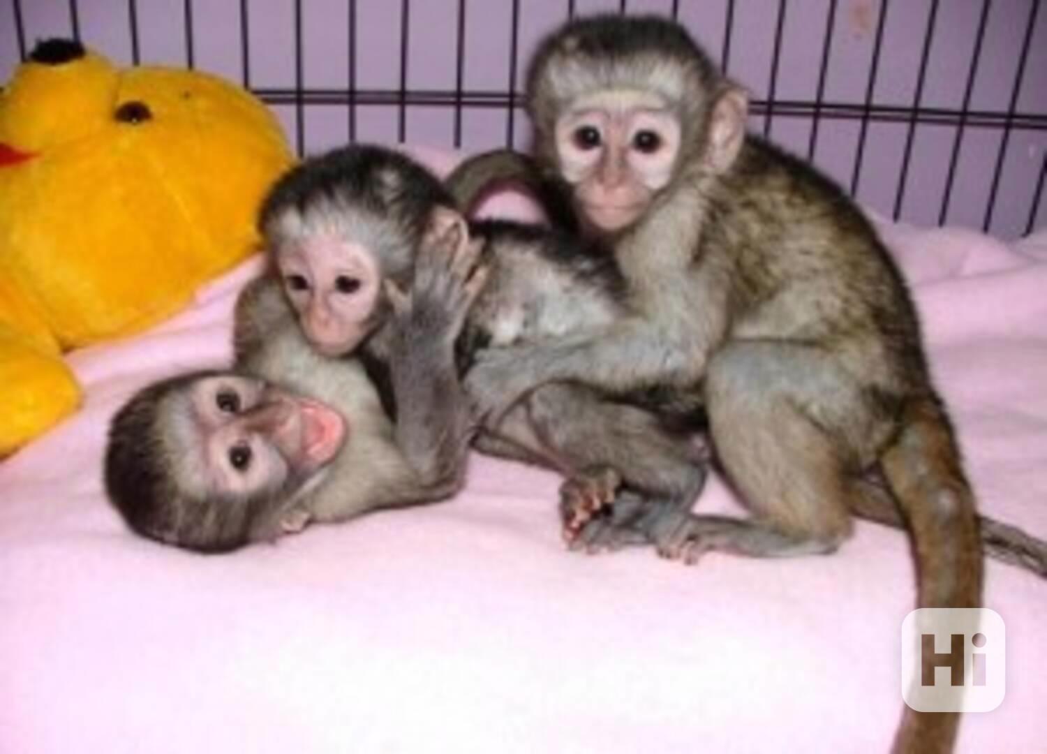 Roztomilé kapucínské opice k dispozici - foto 1