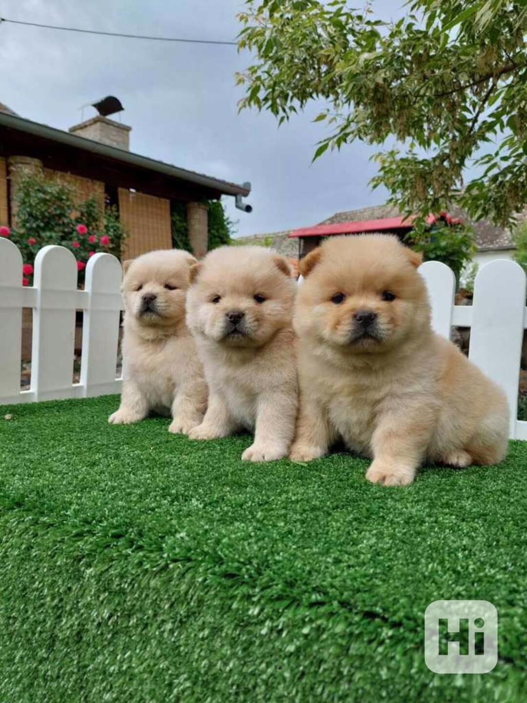Štěňata chow chow - foto 1