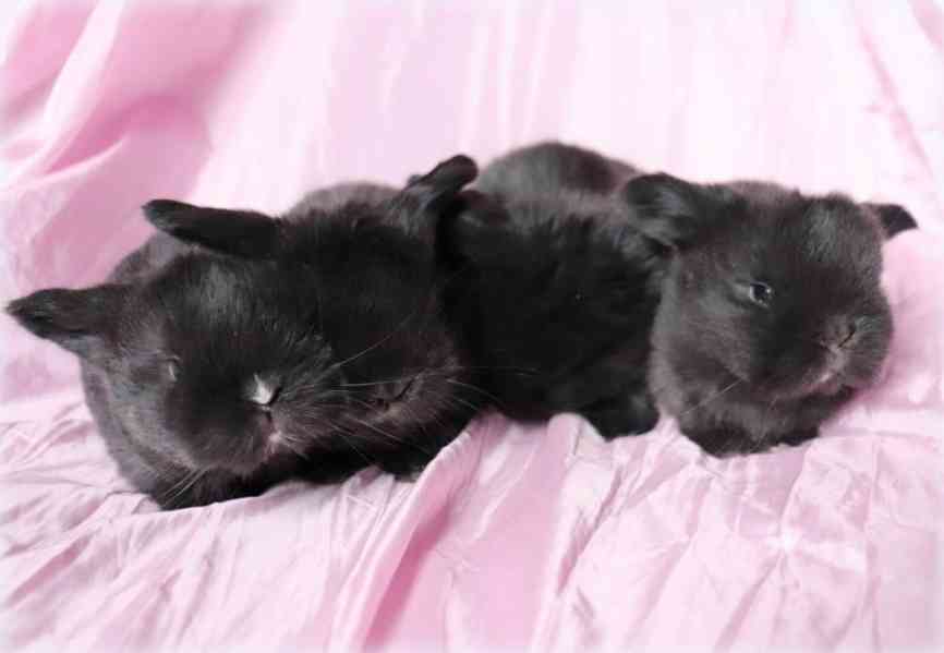 MINI LOP beránci - zakrslí králíčci na prodej - foto 5