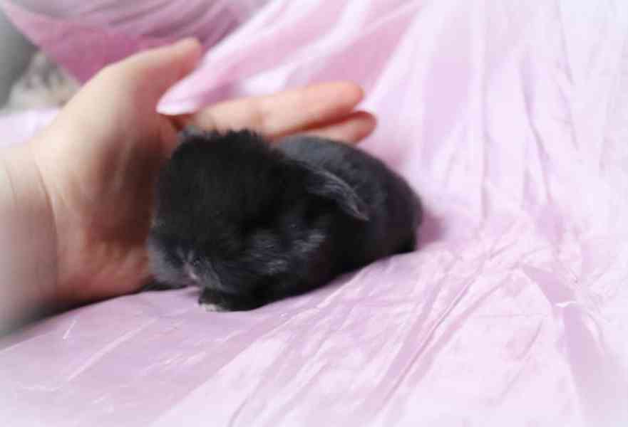 MINI LOP beránci - zakrslí králíčci na prodej - foto 4