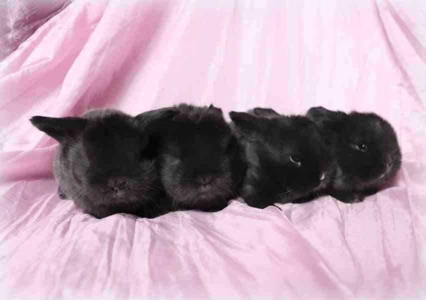 MINI LOP beránci - zakrslí králíčci na prodej - foto 6