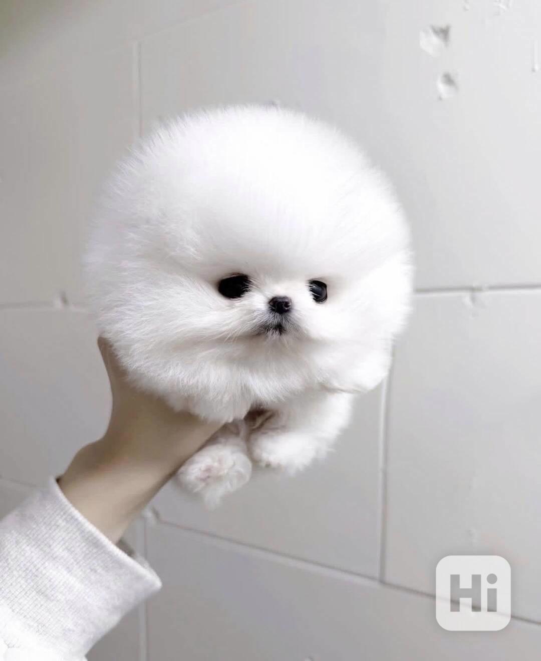 Štěně bílého pomeraniana k adopci - foto 1