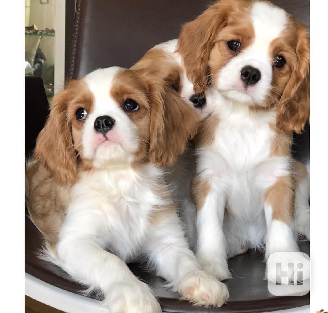 Štěňátka Kavalír King Charles Španěl s PP  - foto 1