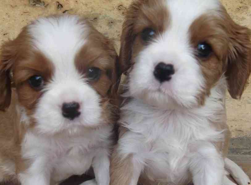 Štěňátka Kavalír King Charles Španěl s PP - foto 2