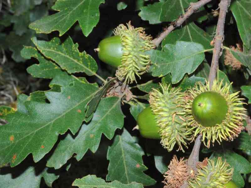 Dub cer (Quercus cerris) - 50 - 60 cm - foto 1