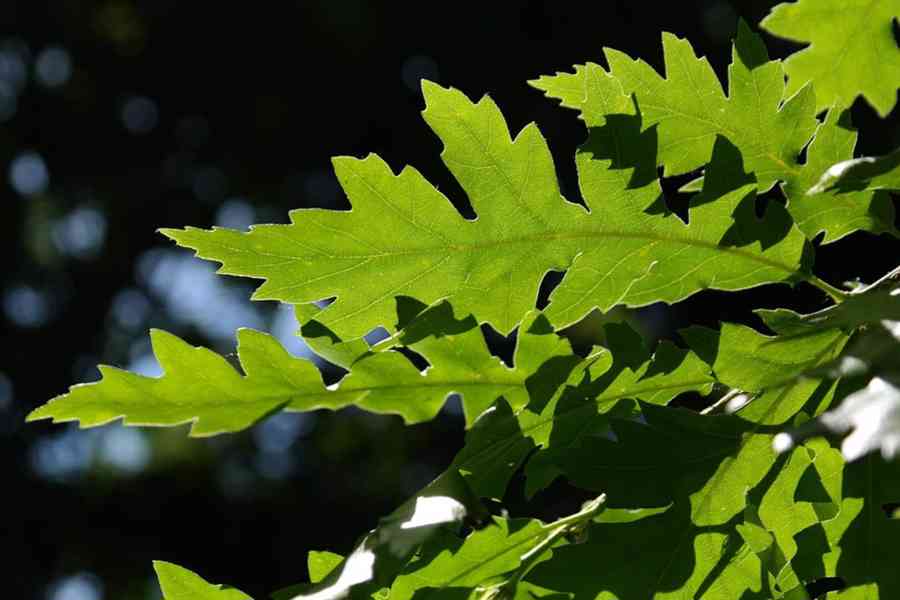 Dub cer (Quercus cerris) - 50 - 60 cm - foto 4