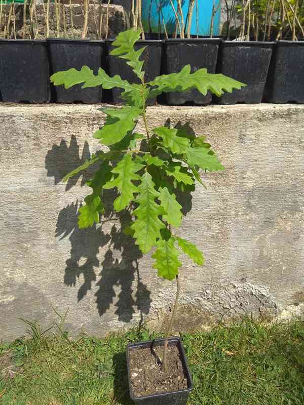 Dub cer (Quercus cerris) - 50 - 60 cm - foto 2