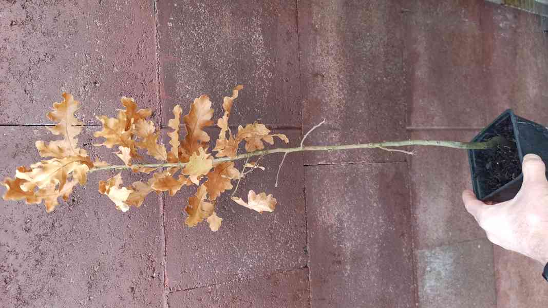 Dub cer (Quercus cerris) - 50 - 60 cm - foto 3