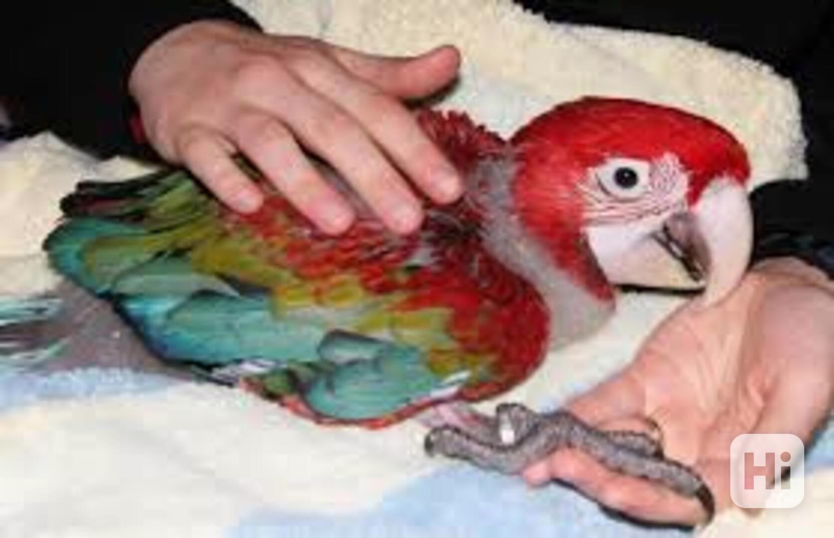 Druhy papoušků papoušci jsou nyní k dispozici - foto 1