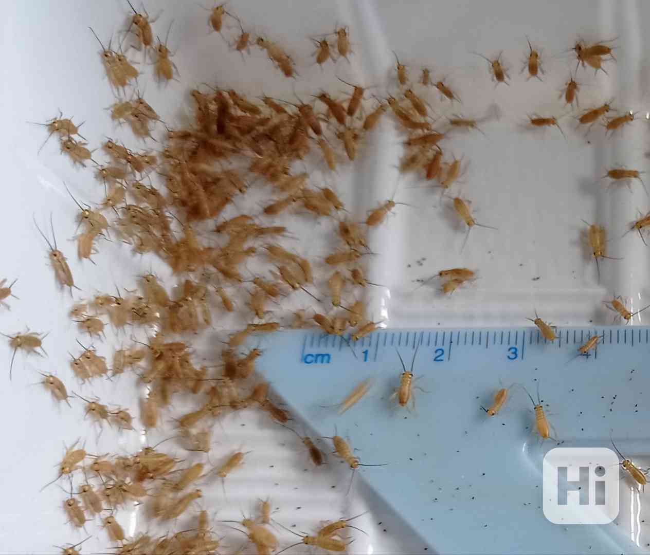 Micro cvrčci, švábi, Isopodi  - foto 1