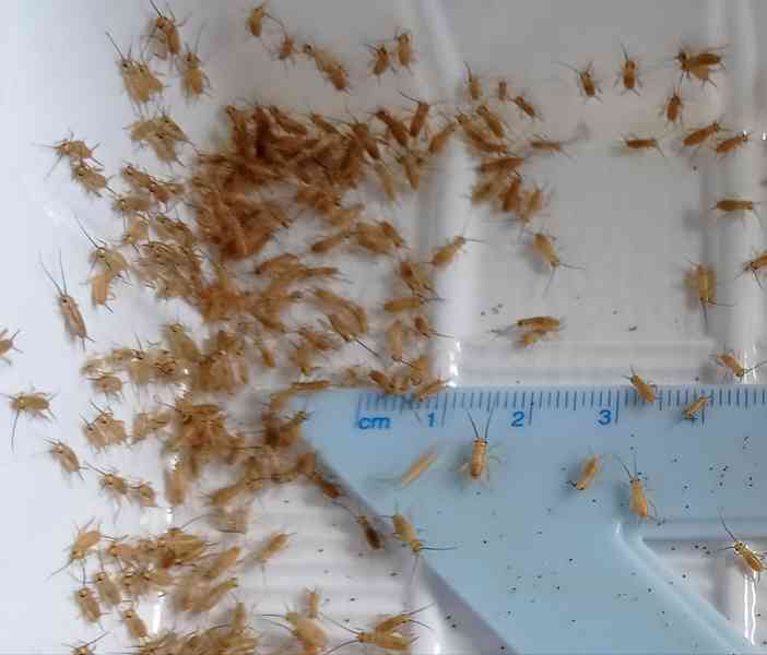 Micro cvrčci, švábi, Isopodi  - foto 1