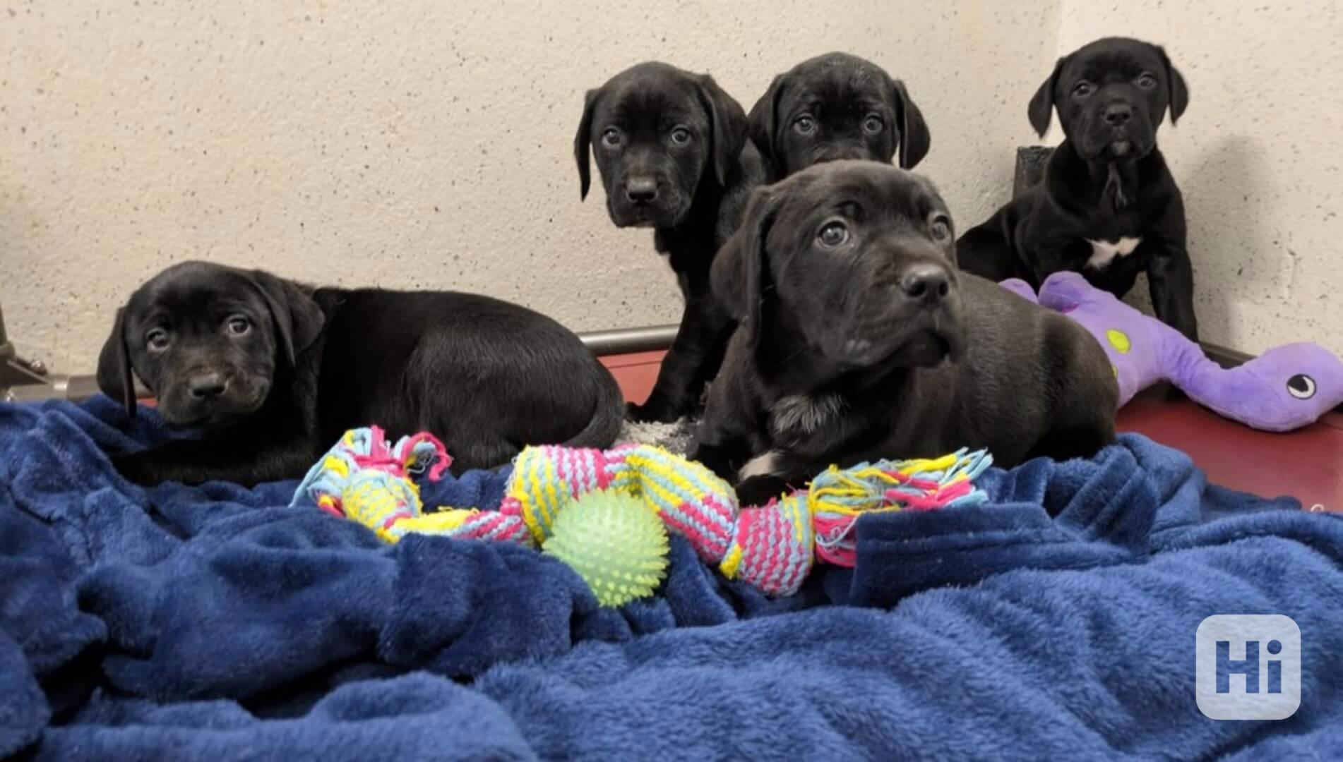 Štěňata labradora na prodej. - foto 1