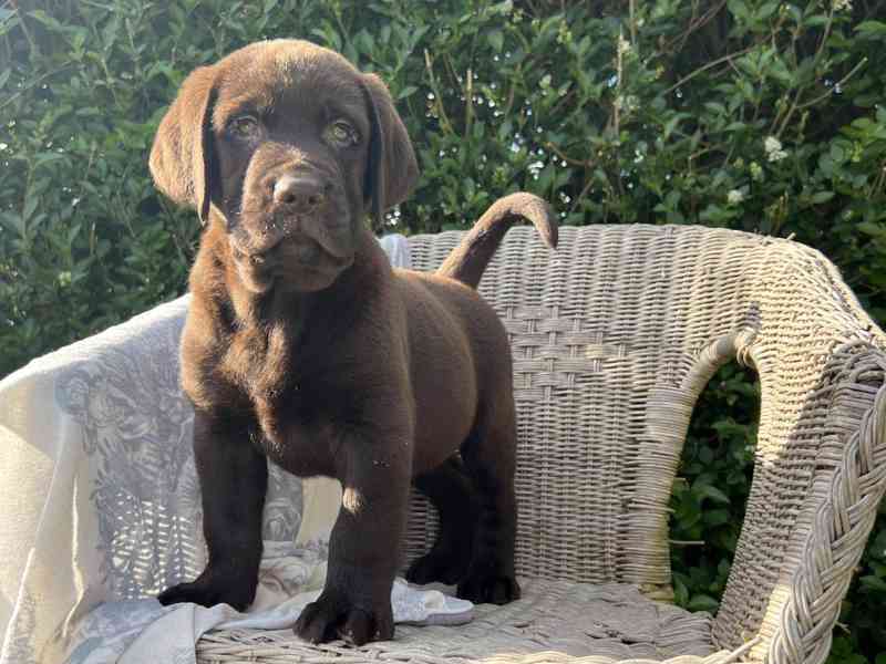 Štěňata labradora na prodej. - foto 3