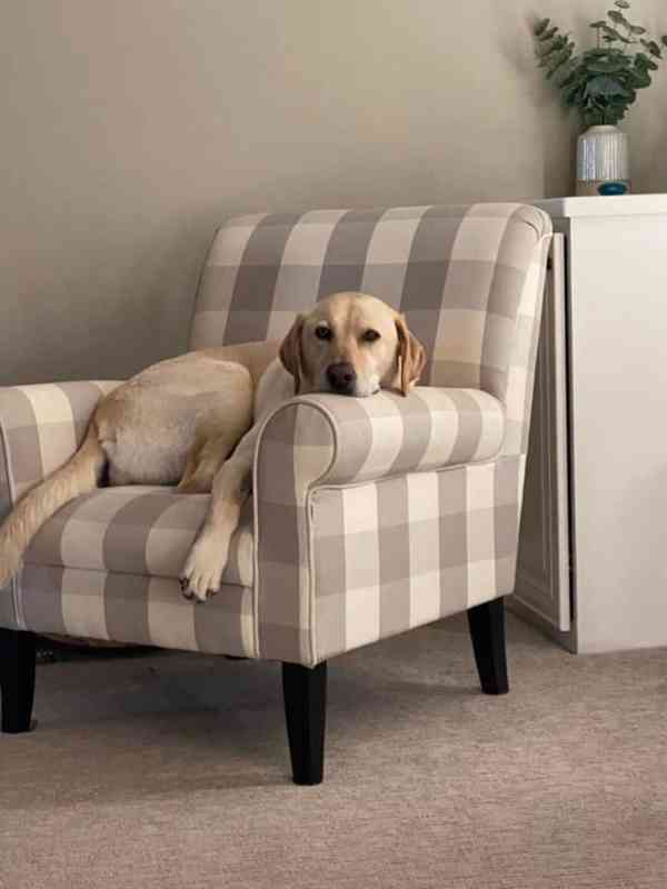 Štěňata labradora na prodej. - foto 2