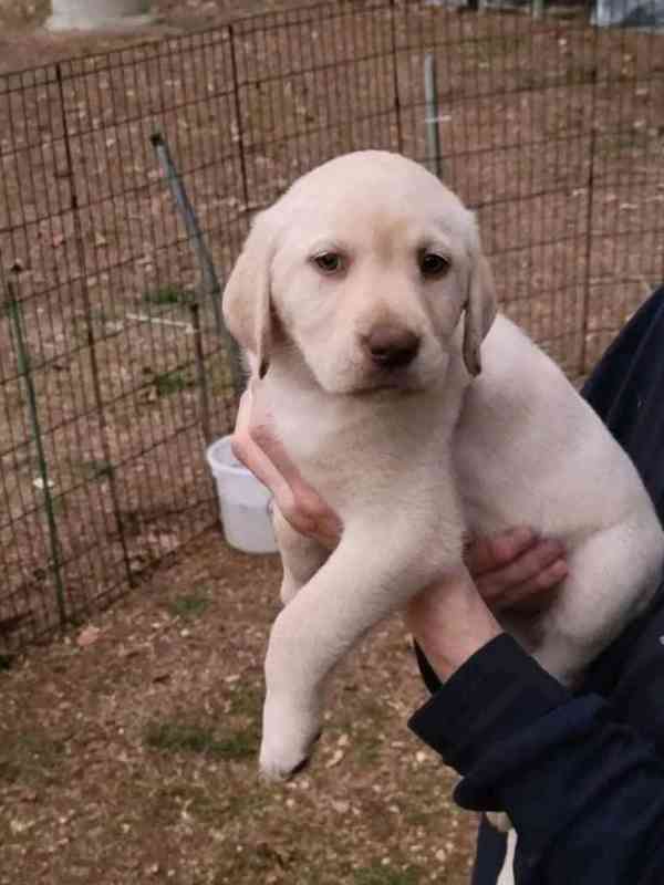 Štěňata labradora na prodej. - foto 4