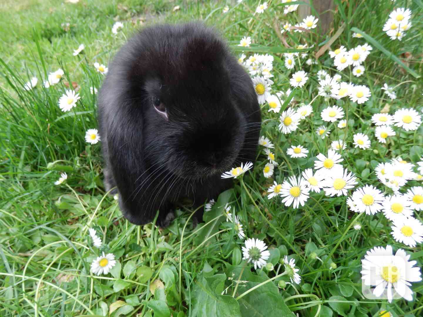 Zakrslý beránek minilop - samička - foto 1