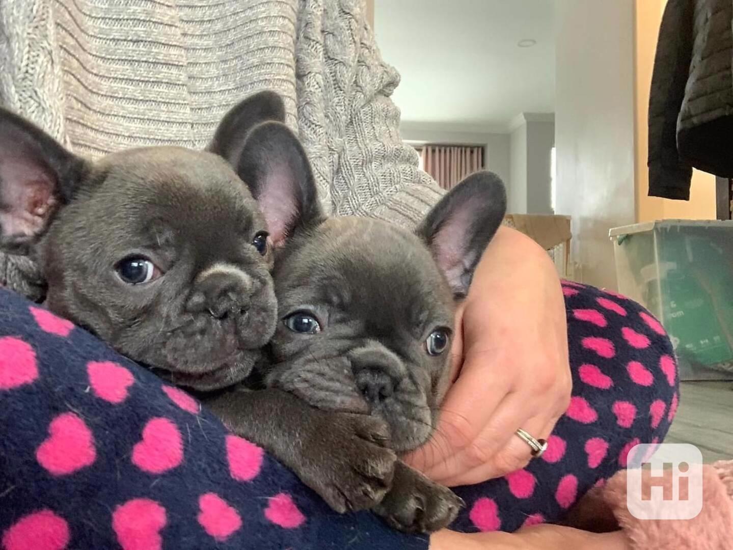 Štěňata francouzského buldoka - foto 1