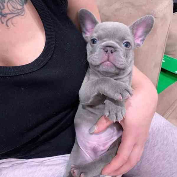 Štěňata francouzského buldoka - foto 3