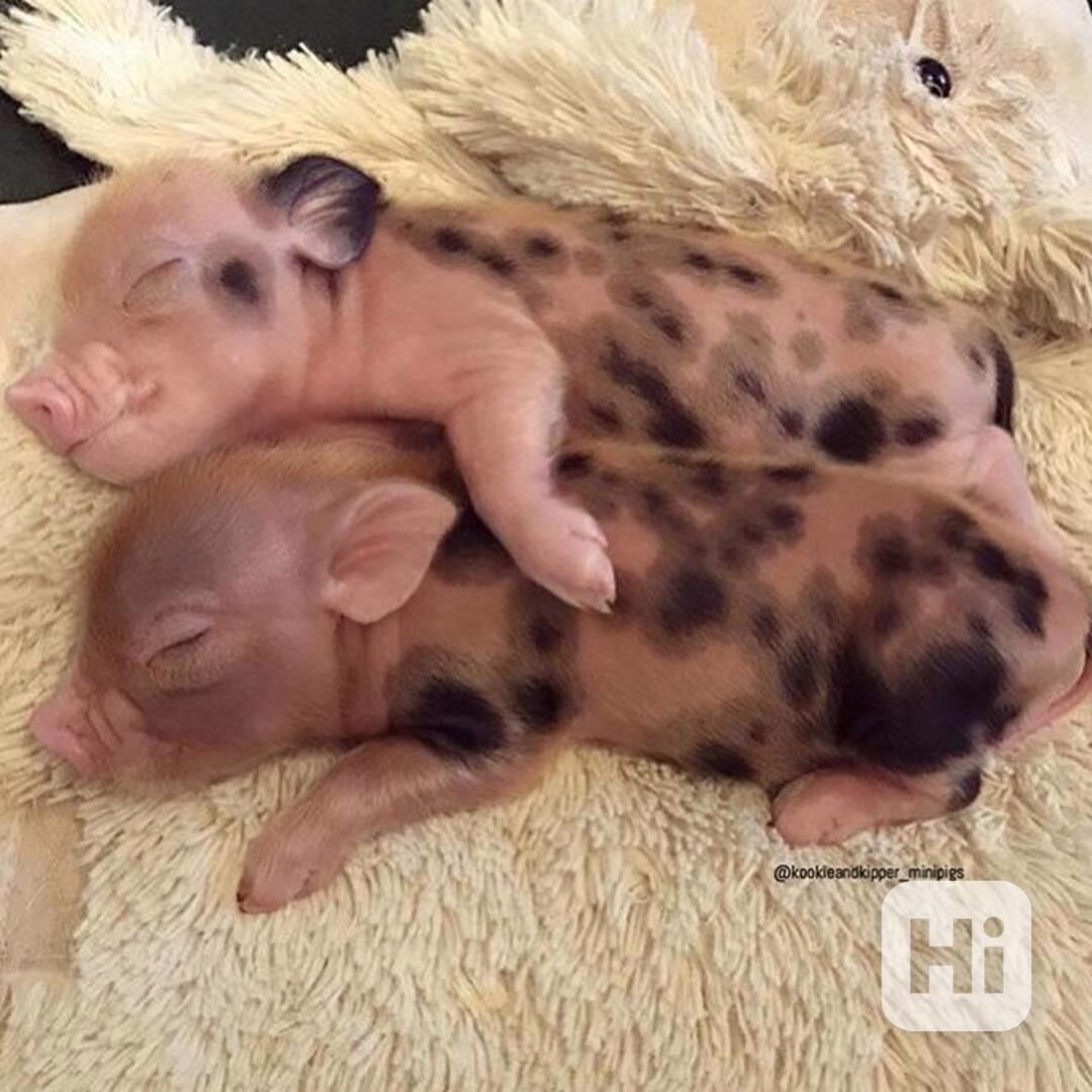 Nejroztomilejší prasátka na prodej – - foto 1