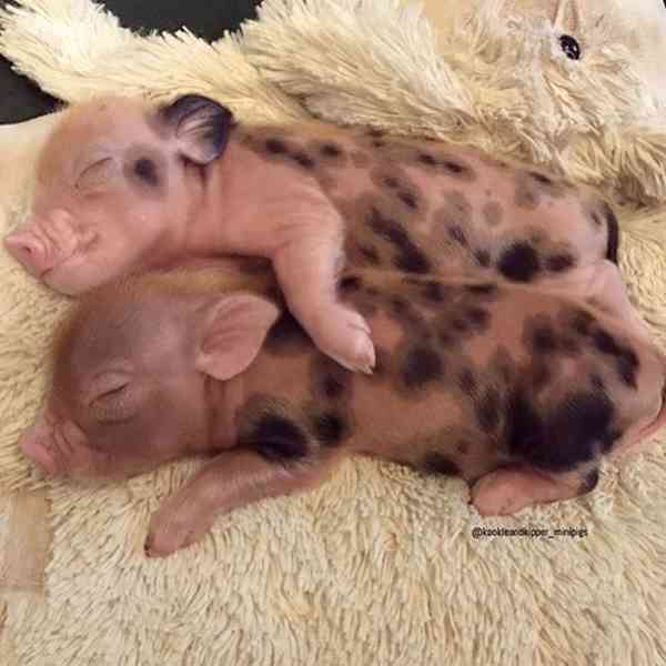 Nejroztomilejší prasátka na prodej –