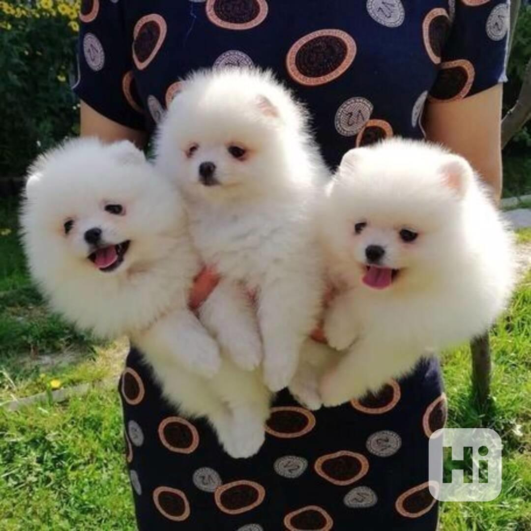 štěňata pomeranianů na dárek - foto 1
