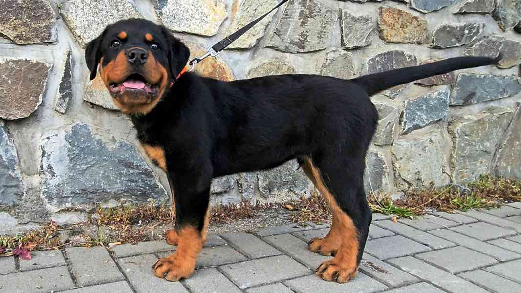 Rotvajler pejsek s PP - foto 3