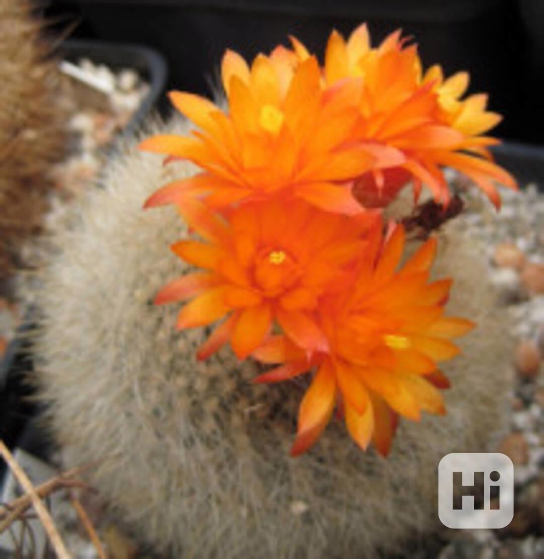 Kaktus Parodia haselbergii Balení obsahuje 10 semen - foto 1