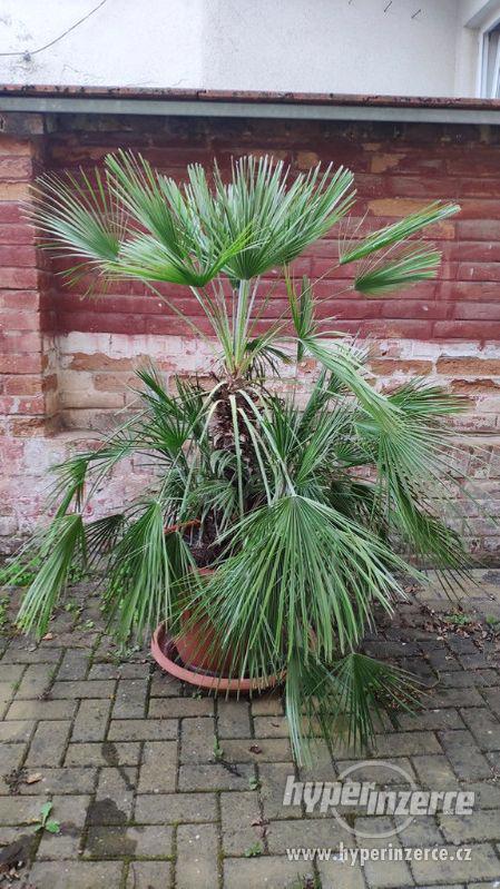 Palmy na prodej - stáří asi 27let - foto 1
