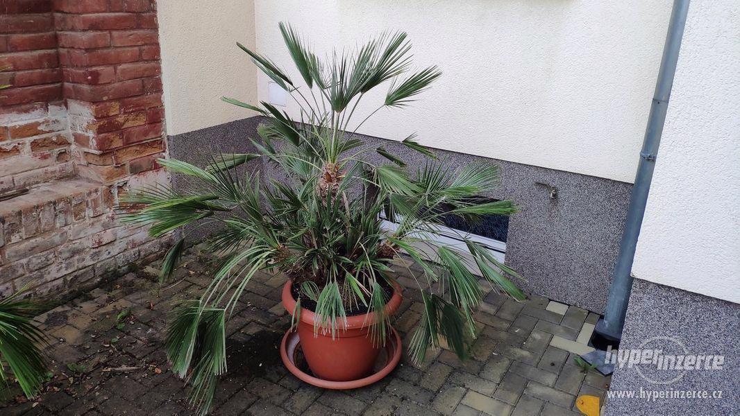 Palmy na prodej - stáří asi 27let - foto 2