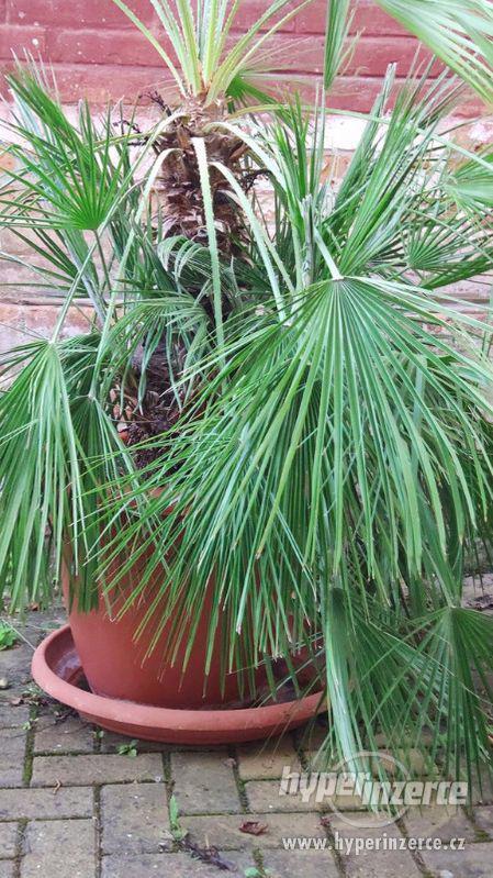 Palmy na prodej - stáří asi 27let - foto 3