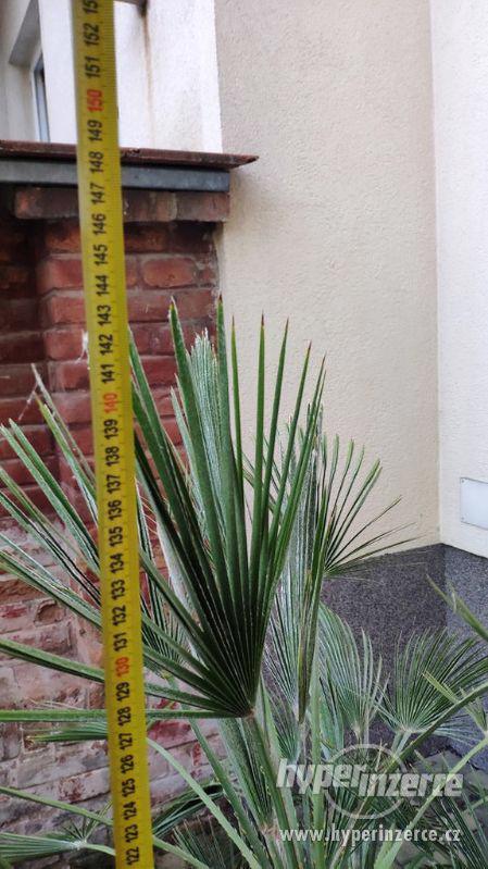 Palmy na prodej - stáří asi 27let - foto 4