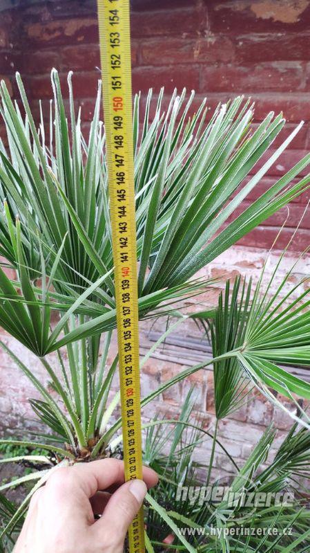 Palmy na prodej - stáří asi 27let - foto 5