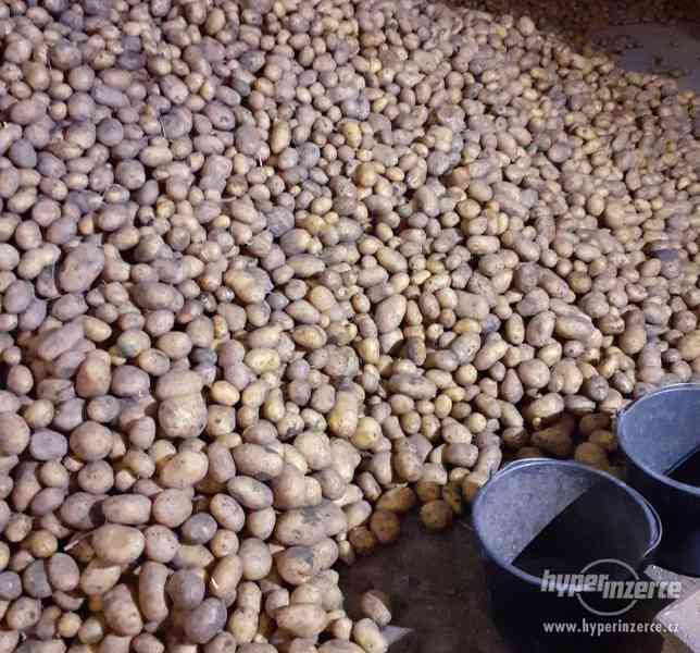 Prodej brambor "DOMINIKA" - foto 2